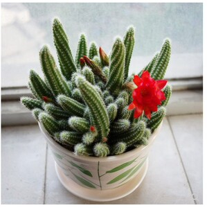 白檀仙人指毛毛虫小型多肉红花仙人掌类盆栽植物