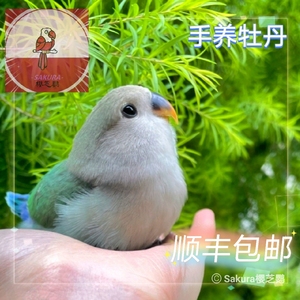 牡丹鹦鹉合法面类蓝银顶手养断奶活鸟幼鸟半毛亲人绿桃小型宠物鸟