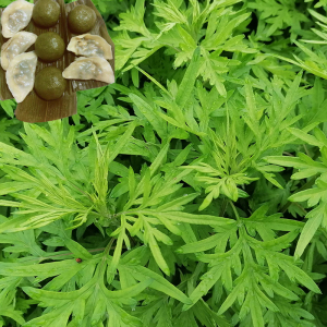 野生白蒿食用新鲜野菜艾蒿蔬菜野菜蒿菜茵陈蒿子粑粑现摘两斤包邮
