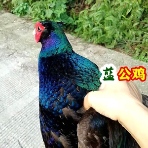 孔雀蓝山鸡种蛋受精蛋可孵化小鸡正宗农村散养新鲜野鸡蛋雉鸡