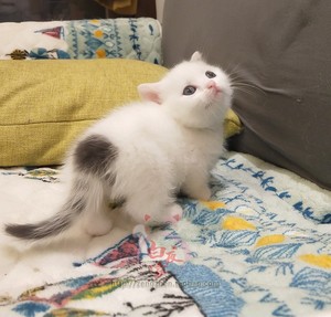 茶杯猫宠物纯种