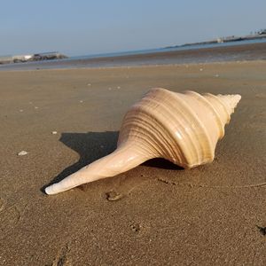 天然深海大海螺贝壳澳洲香圣螺黄火炬螺精品收藏贝壳橱窗居家摆件