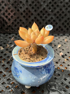 430人付款淘宝黄金象牙多肉 迷