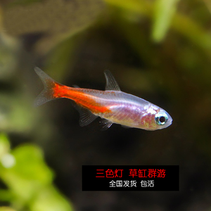 钻石三色灯鱼