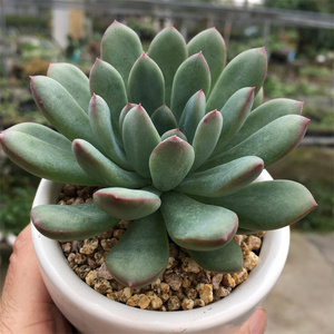 痞子赵68淘宝雨燕座多肉植物花组合盆栽肉肉花老桩花卉室内新款防