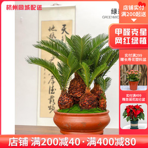 铁树盆栽多头铁
