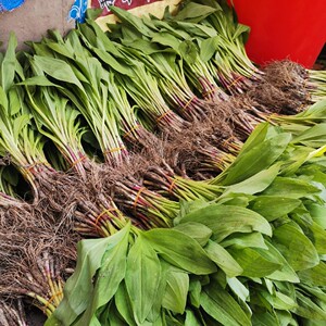 山葱寒葱茖葱鹿耳韭熊葱葱苗200颗
