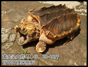 钓鱼龟大鳄苗刺鳄外塘深水宠物龟巨龟活体50斤大鳄龟40-60斤100斤