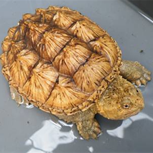 黄壳杂佛鳄龟黄壳大型杂佛龟北美小乌龟宠物龟黄金招财龟活物16斤