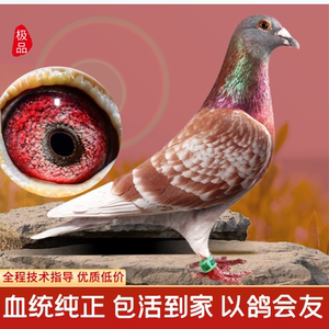 幼鸽活鸽血统青年赛鸽成年种鸽子红雨点瓦灰活物一对原配公母信鸽