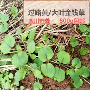 过路黄草药野生走游草排植物石茶500g包邮广四川大叶金钱草中药材