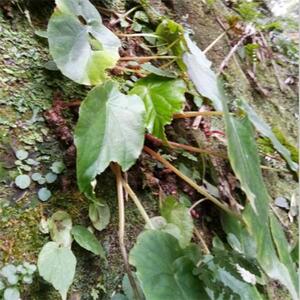 四川野长一点血秋海棠红砖草一点红石鼓子四季秋海棠植物盆栽药材