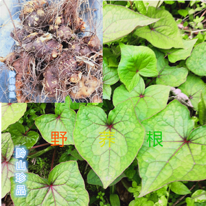 金荞麦根野生新鲜