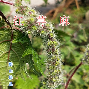 贵州红活麻蜇人草咬人草蟹子草火麻中药材红荨麻新鲜晒干全草苗根