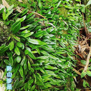 贵州草药深山抱石莲抱树莲瓜子金石瓜子金星草瓜子菜瓜米菜煲汤料