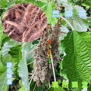 贵州新鲜苎麻根山麻根孕妇止血安胎中药材野麻根苎麻头白麻根