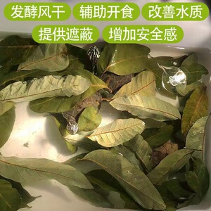 榄仁叶斗鱼乌龟龙眼叶龟用免煮养龟叶子大片懒人叶龟缸改善降酸ph