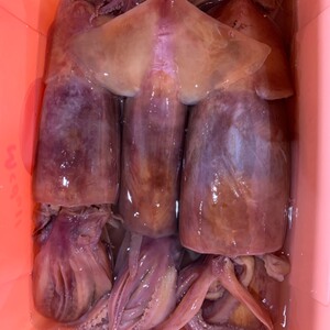 重庆火锅食材新鲜优质水发鱿鱼10斤装免处理餐饮直供量大从优包邮