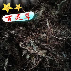 百灵草散装500g农家干货沙县小吃炖罐煲汤调味品另售玉竹党参当归