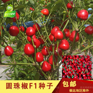 圆珠椒灯笼小泡椒珍珠椒七彩椒朝天椒辣椒种子阳台菜园四季种植