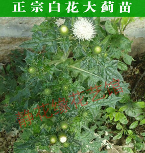 正宗白花大蓟苗子大蓟草大蓟种苗大蓟根姆牛戳嘴鸡项草鸡母刺