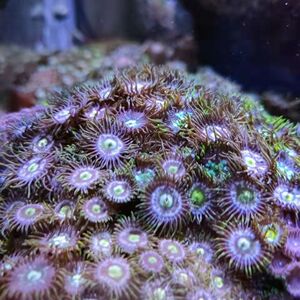 海洋生物/拼盘纽扣/活体珊瑚/幻彩纽扣/绿水螅纽扣/人工纽扣珊瑚