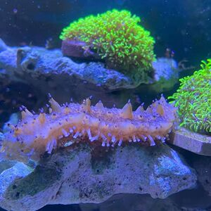 海水观赏活生物海缸除藻翻沙海参活体蓝点食藻海猪翻砂灰黑刺海参