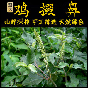 土牛膝新鲜现采潮汕青草药 鸡掇鼻 倒扣草土牛七倒钩草粗毛土牛膝