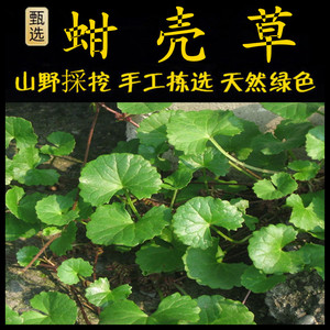 积雪草新鲜现采潮汕青草药蚌壳草蚶壳草两公根雷公根蚬壳草马蹄草