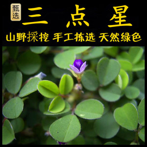 三点金新鲜现采潮汕青草药三叶桃三点星三点桃三脚虎三点青品字草