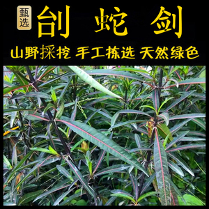 刺血红新鲜现采潮汕青草药刣蛇剑斩蛇剑台蛇剑七星剑血路草假杜鹃