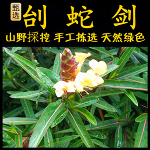 刺血红新鲜现采潮汕青草药刣蛇剑斩蛇剑假杜鹃七星剑罗汉刺四方刺