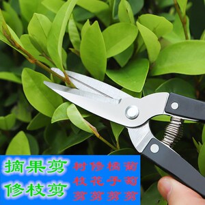 不锈钢田园艺修剪枝采果剪摘果剪花椒剪枸杞采摘工具果蔬剪刀花剪