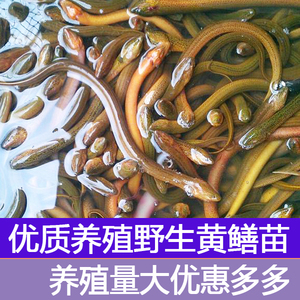黄鳝鱼苗活体鳝鱼苗黄鳝苗田鳝苗田本地鳗鱼苗长鱼苗包邮包活