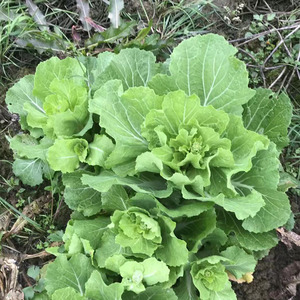 8027人付款淘宝白菜苔邵阳白菜苔大白菜菜苔青菜农家