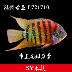 卡瑞尔帝王虎斑菠萝鱼钻石钴蓝肯梅塔红肩绿菠萝鱼活体龙鱼配鱼