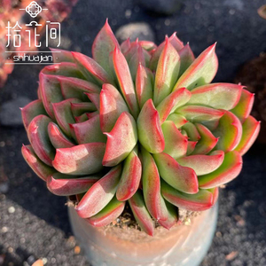 00可爱小淘_xh_xh淘宝弗洛瑞安娜多肉植物一物一拍佛罗瑞安娜肉肉