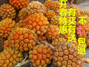 海南本地山菠萝新鲜野菠萝整果假菠萝原料滴血莲花手串原籽菩提子
