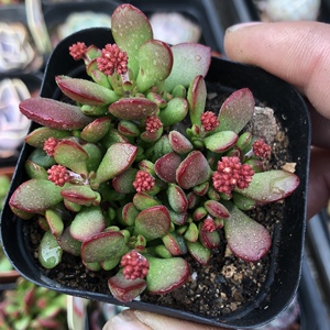 p855521淘宝云南花卉高级精品多肉植物红稚儿老桩庭院阳台美观防