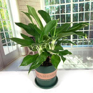 白马王子中小型盆栽室内客厅办公前台吸甲醛四季常青易养观叶花卉