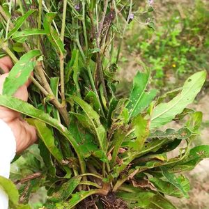 地胆头野生地胆草红花坐地娘丁茄夫新鲜现采整棵全草500克