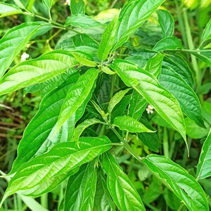 【青青树】青青树品牌,价格 - 阿里巴巴