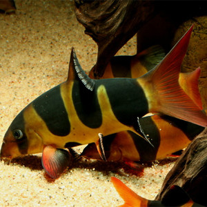 皇冠三间鼠鱼 热带观赏鱼三间鼠鱼小丑泥鳅印尼三间鼠鱼龙鱼配鱼