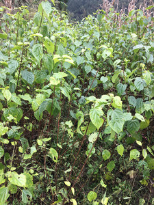 观音树神豆腐树苗