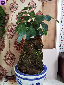 0041人付款淘宝大叶榕树苗高山榕苗四季常青耐寒榕树观赏盆景苗室内