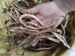 中药材 野生三白草 三白根 塘边藕 百节藕 过塘藕水莲藕500克