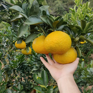 会昌桔柚橘柚庆元甜桔柚新鲜水果10斤装建阳福建当季果园现摘直发