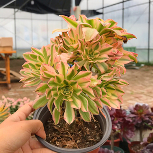 艳日伞法师老桩花卉盆栽法师锦多肉植物花卉盆栽带根超大法多头群