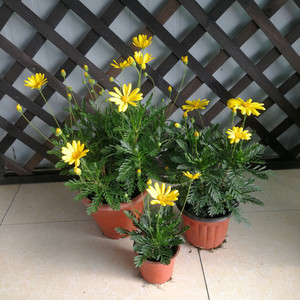 黄金菊花盆栽