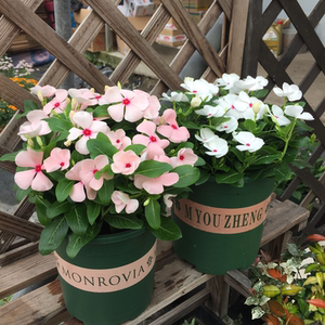 宠物及园艺 盆栽,盆景 盆栽 长春花盆栽